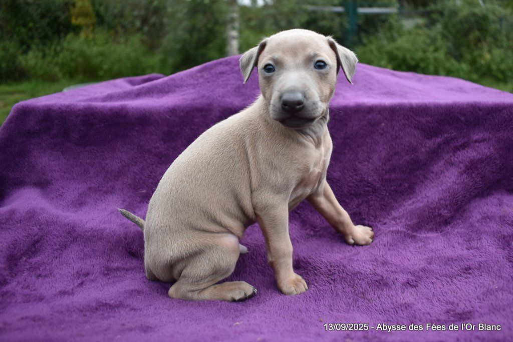 Des Fées De L'Or Blanc - Chiots disponibles - Petit Levrier Italien