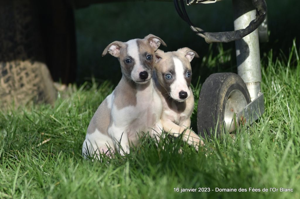 Chiot Whippet Des Fées De L'Or Blanc