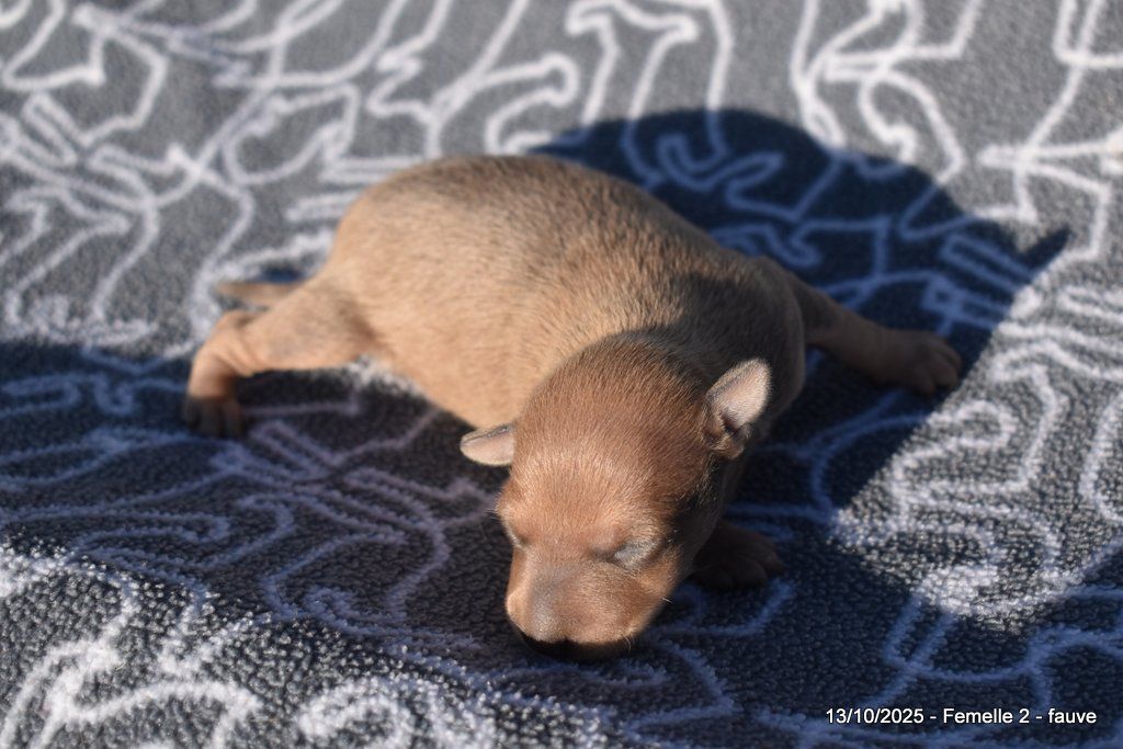 Des Fées De L'Or Blanc - Chiots disponibles - Petit Levrier Italien